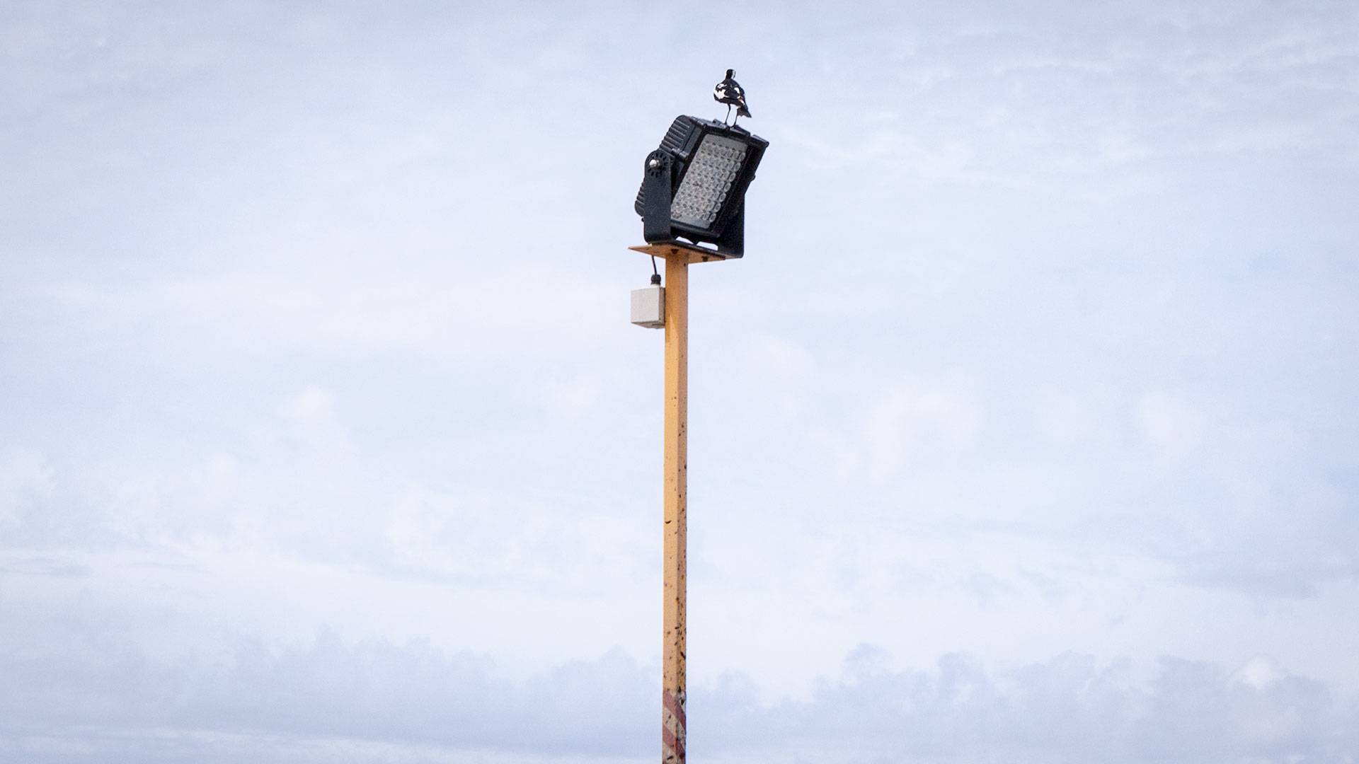 CP66 LED Flood Light in application, installed on a high mast pole on an industrial /  mine site